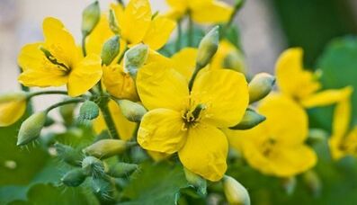 Sealandine to treat the fungus